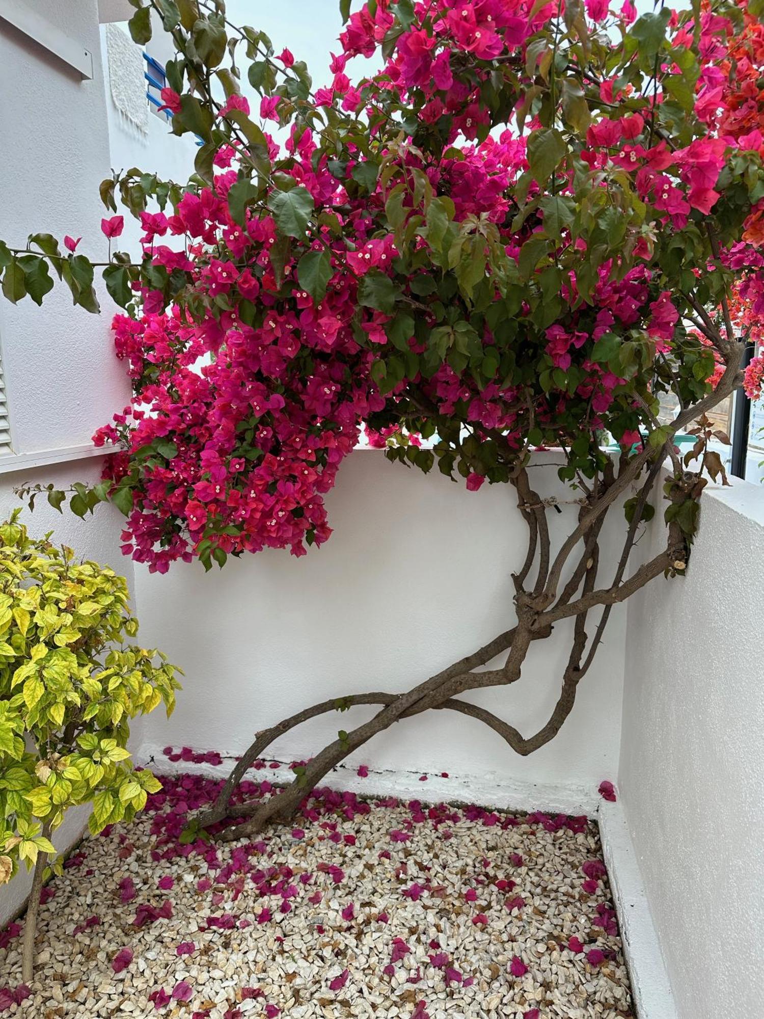 Arto Blanco Agua Amarga (Almeria) Exterior foto